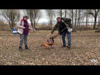 Video by Дрессировка собак в Вологде ВАРЯГ