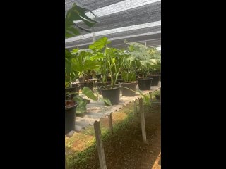 Видео от Anthuriums from Asia