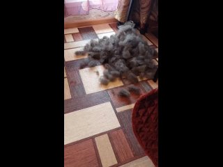 Видео от Стрижка собак и кошек (груминг) в Лупполово.