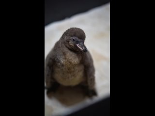 Пингвинёнок в Новосибирском зоопарке
