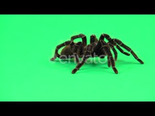 spider-tarantula-in-threatening-position-isolated-at-green-screen-closeup