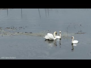 Лебеди-шипуны вернулись в Нижегородскую область с приходом весны