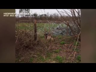 ‼️ Russie. Belgorod. Vidéo d’Evgeny Poddubny. Images de trophées de mercenaires et de terroristes anglophones de la Direction pr