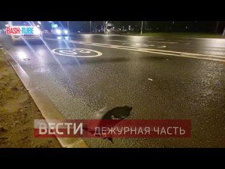 Ночью в Москве очередной бесстрашный пешеход решил перебежать Кутузовский проспект