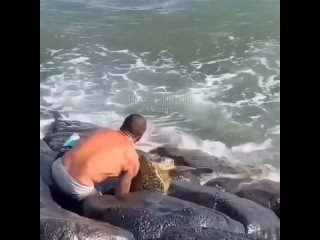 Помог черепахе вернуться в море