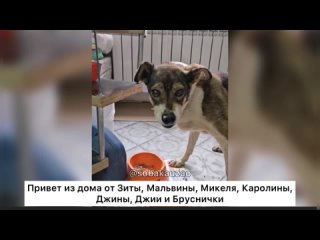 Привет из дома от 7 собак уехавших домой из приюта Щербинка за март 2024