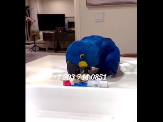 Video by Продажа попугаи ара,какаду,жако,амазон - птенцы