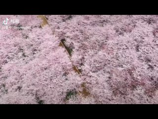 Это происходит в марте, в настоящем городе Ухань, известном своим романтическим цветением сакуры.