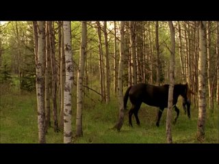Heartland S05E04 BluRay