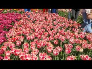 Парад тюльпанов в Никитском ботаническом саду.#парадтюльпанов