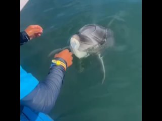 Умный дельфин 🐬