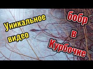 Уникальное видео БОБР в КУРБОЧКЕ. Видео от 9 апреля 2024г