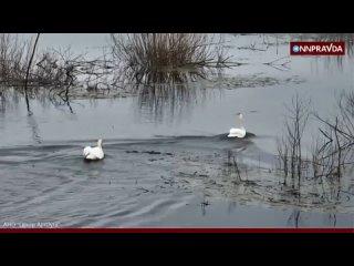 Какие они прекрасные! Лебеди-шипуны вернулись после зимы в Артёмовские луга
