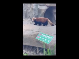 Рыжая панда! Милота для сообщества в ВК Петергоф
