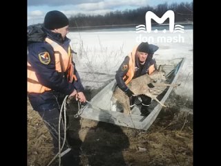 Спасатели из Шолоховского района вытащили тонущую косулю.