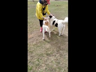 Видео от Передержка собак - Холодный нос