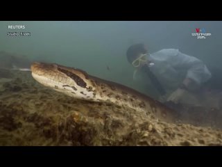 В Эквадоре обнаружен новый вид самой большой в мире змеи - гигантской зеленой анаконды.