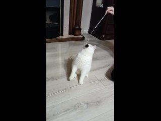 Видео от Британские кошки. Питомник “Silver moon“ г. Омск