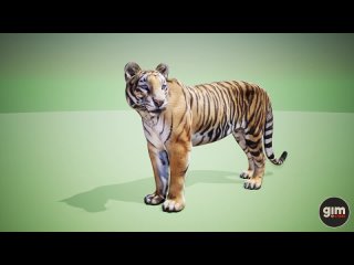 Tiger male animation preview
