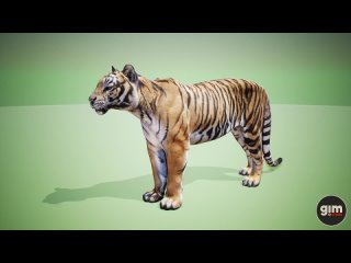 Tiger male animation