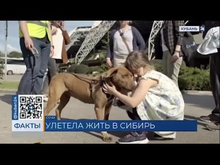 История со счастливым концом: собака из сочинского приюта по кличке Фанта обрела новый дом в Кемерово