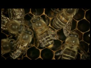 Битва японских пчёл с гигантским азиатским шершнем.mp4