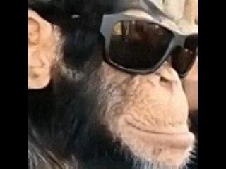 monkey-cool-monkey.mp4