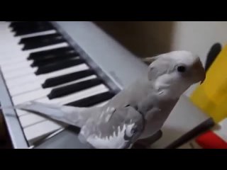 Корелла поёт под фортепиано