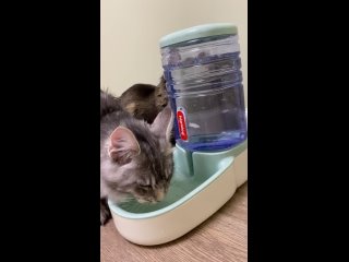 Видео от Мейн кун WINNERSLINE котята, кошки, продажа