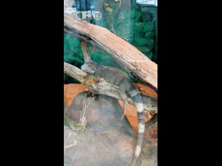Крокодилы, хамелеоны и огромные рыбы! Побывали в экзотариуме Минского зоопарка
