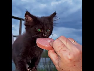 милый котик с колбаской