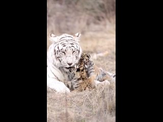 Белый тигр, Бенгальский тигр 
Видео от ЗА Животных