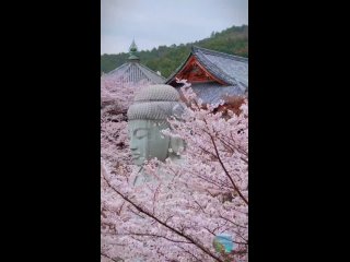 Ханами
Япония.

Каждую весну жизнь в Японии ненадолго з