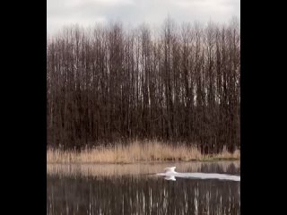 Еще одного красавца лебедя заметили в Сармановском районе