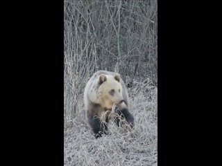 На видео медведь который живёт на лесополосе возле Кизила и Сибая