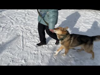 Волк. Рядом с наведением.