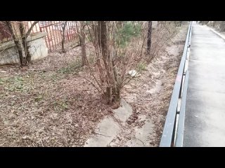 Яблоневая аллея - грязный город Красногорск