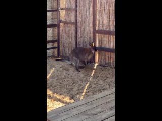 🦘 В парке «Лога» в семье кенгуру Беннета пополнение!