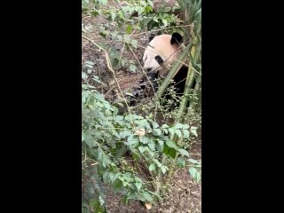 Лиза Туктамышева ищет панд в Китае