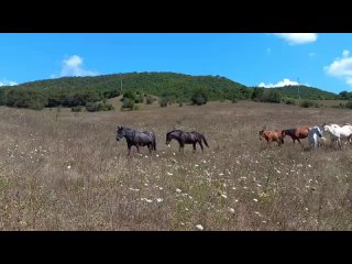 Лошади проекта на прогулке