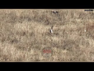 ️Видео️Как дроны эвакуируют с поля боя другие дроны️  Современные боевые действия всё больше становя