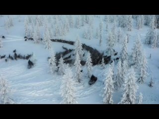 Ученые сняли завораживающее видео в Ямальской тундре