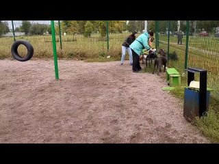 Чибо & Хана На Скамейке Запасных Перед Хор Барьер

Dog Training
 Жил Был Кинолог 🐕 Зоопсихолог  🐕 Моя Жизнь Кино 🎬 Музей Псов