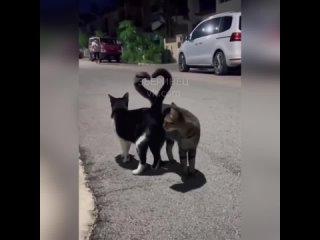 Мир спасёт любовь и доброта 💞 и котики