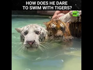 Look at this breathtaking image of a man swimming with majestic Bengal tigers. Bengal tigers, an endangered species, find refuge