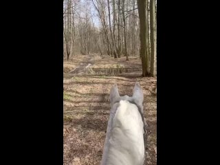 Видео от Ясногорск Конные прогулки.