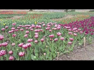 📣Парад тюльпанов в Никитском саду пройдет в 17-ый раз