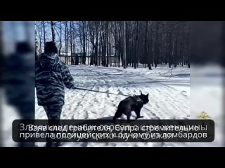 Знакомьтесь, эта хвостатая красотка Супра — служебная собака, и она помогла задержать грабителя в Дзержинске