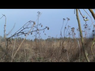 Токование тетерева. Видео Минлесхоза