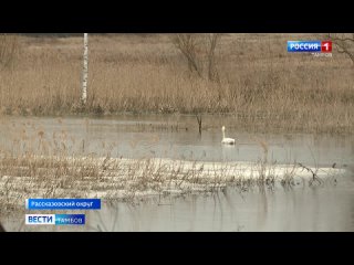 В селе Коптево Рассказовского округа замечена стая благородных лебедей/Вести Тамбов